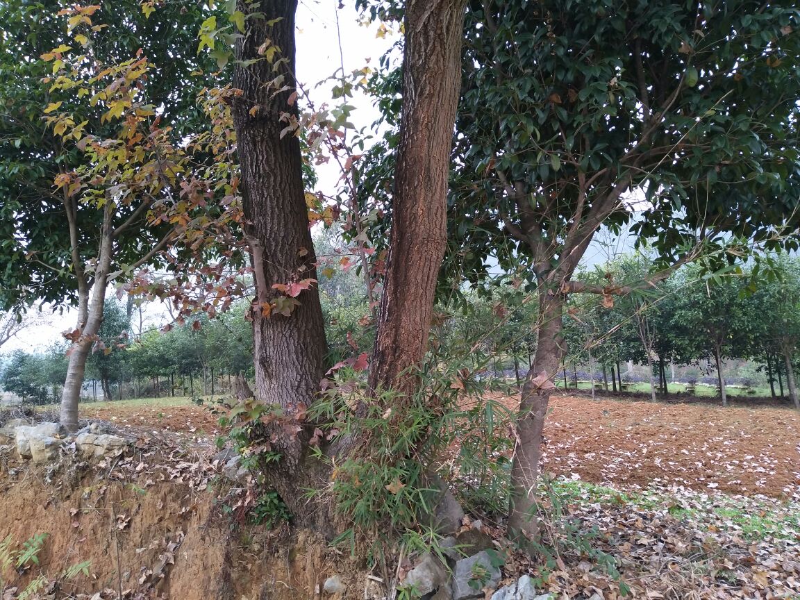 科右中旗五角枫秋季林相景观