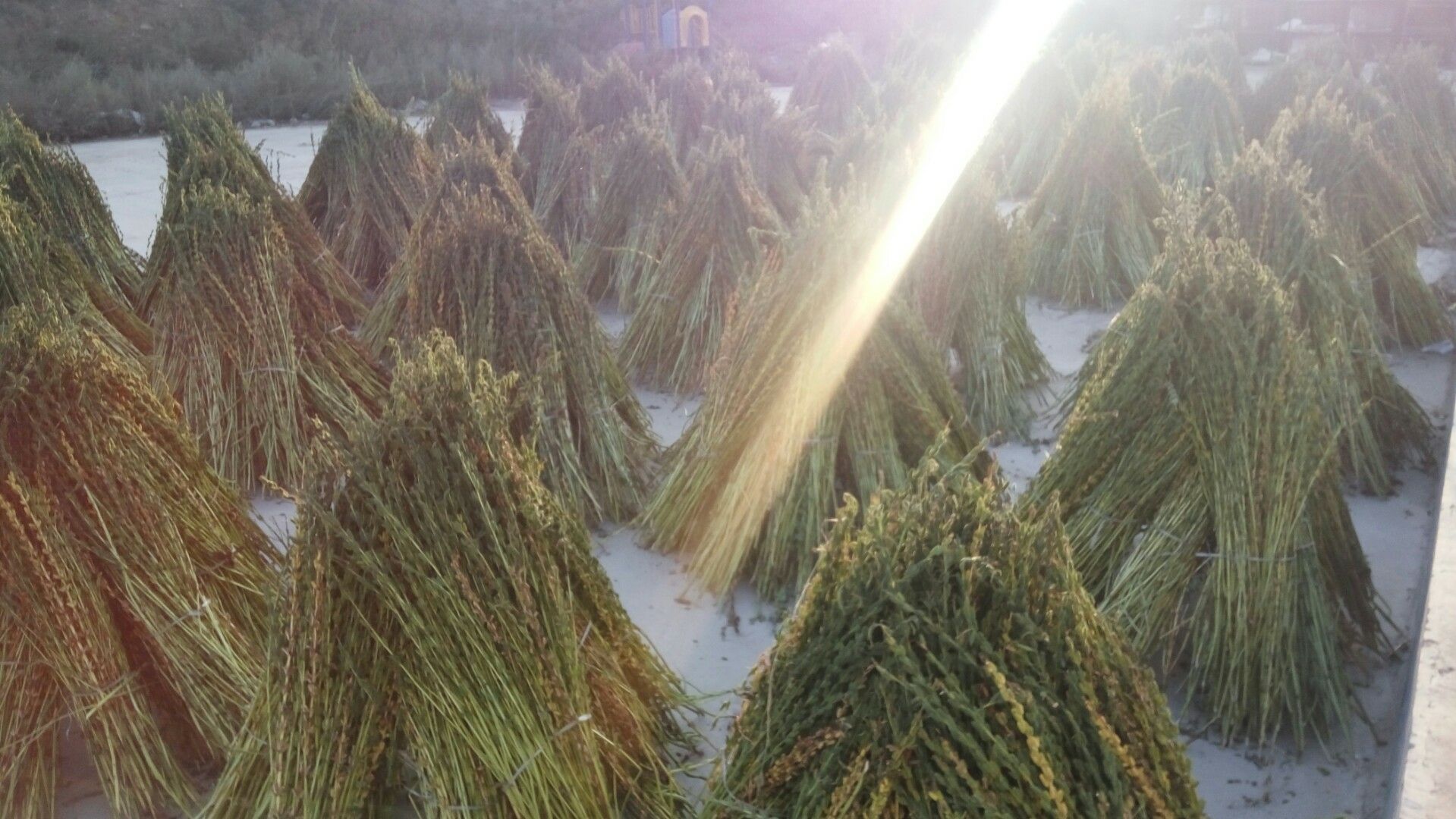 芝麻湾村村民正在晾晒芝麻