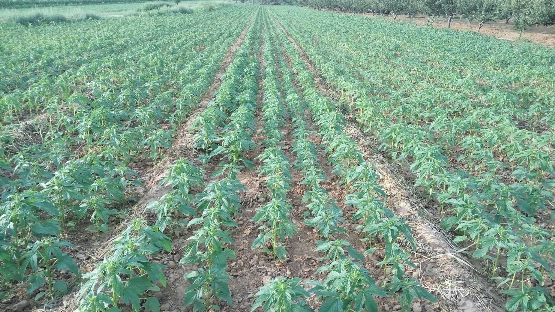 芝麻在阳光充足的田地中生长良好,土壤疏松、排水良好 芝麻生长环境