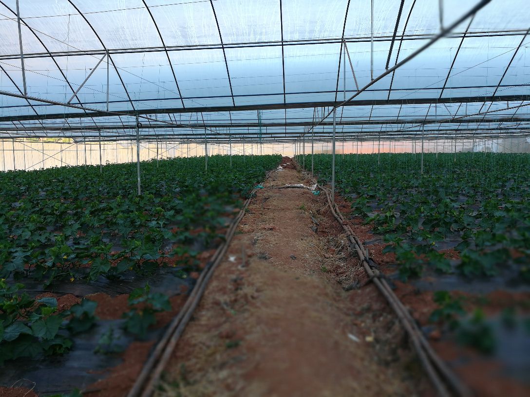 展示小黄瓜苗在垄上定植的场景,土壤湿润,植株整齐排列 小黄瓜定植现场