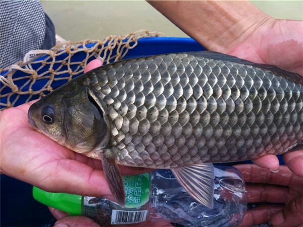 大菱鲆解剖结构示意图