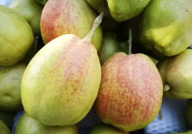 香梨选购对比图