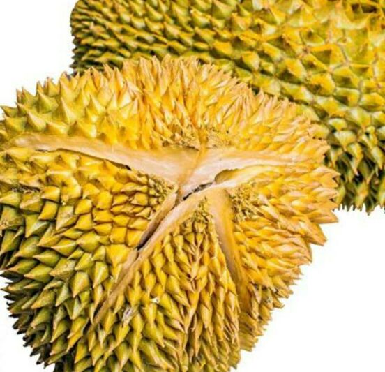 干尧榴莲果实特写,展示其外皮金黄、果刺均匀的特征 干尧榴莲果实特写