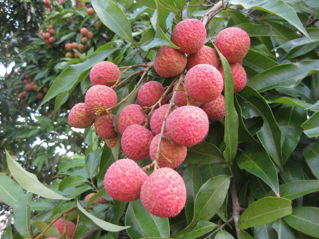 三种主流无核荔枝品种的果实拼盘照片,左侧为南岛无核荔,果形修长、色泽鲜红;中间为翠玉荔,圆润饱满、青红相间;右侧为琼香一号,果皮暗红、表面光滑,背景为白色衬布以突出色彩细节 无核荔枝果实特写对比图