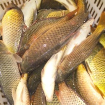 河鲤鱼食用0.5~1公斤