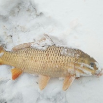 河鲤鱼2~3公斤食用