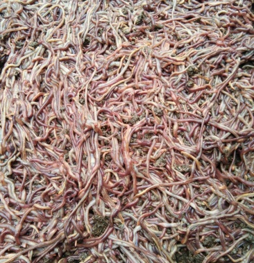 蚯蚓 饲料,纯牛粪养殖太平2号!货源充足稳定