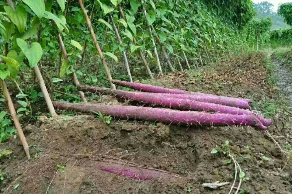 农户展示刚采挖的紫山药