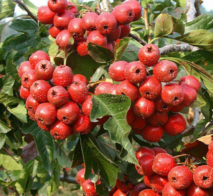 红色饱满的新鲜山楂果实特写,背景为绿色叶片 新鲜山楂果