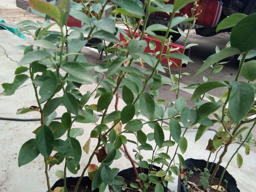 蓝莓幼苗与易混淆植物对比图：左侧为健康蓝莓幼苗（25cm高，4片真叶），右侧为杜鹃幼苗（同龄但叶背密布褐色鳞片），中间为越橘幼苗（叶片狭长、叶脉隆起显著），三株均置于白色背景托盘中，比例尺标注10cm