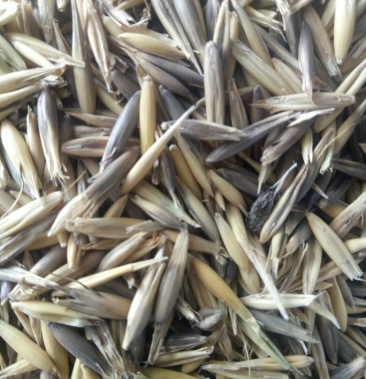 供应国产皮燕麦燕麦草种子白燕麦黑燕麦