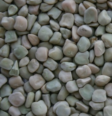 供应松柳三角豆三棱豆马牙豆牙豆豆苗芽苗菜