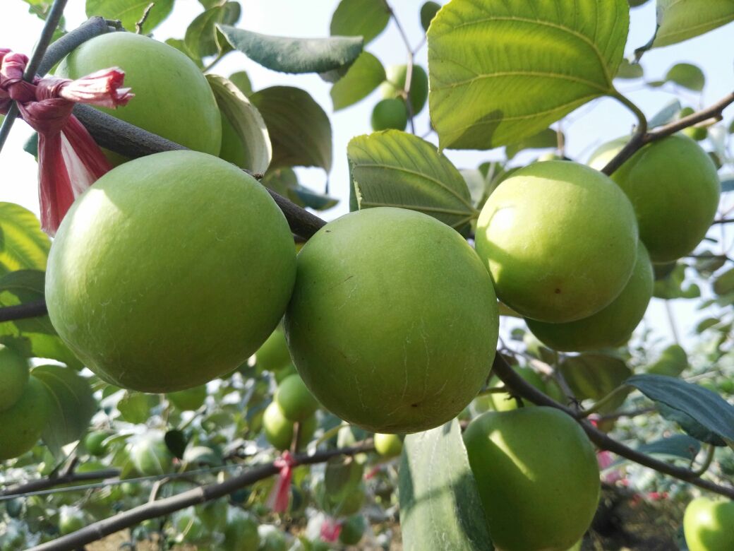 成熟的青枣挂满枝头