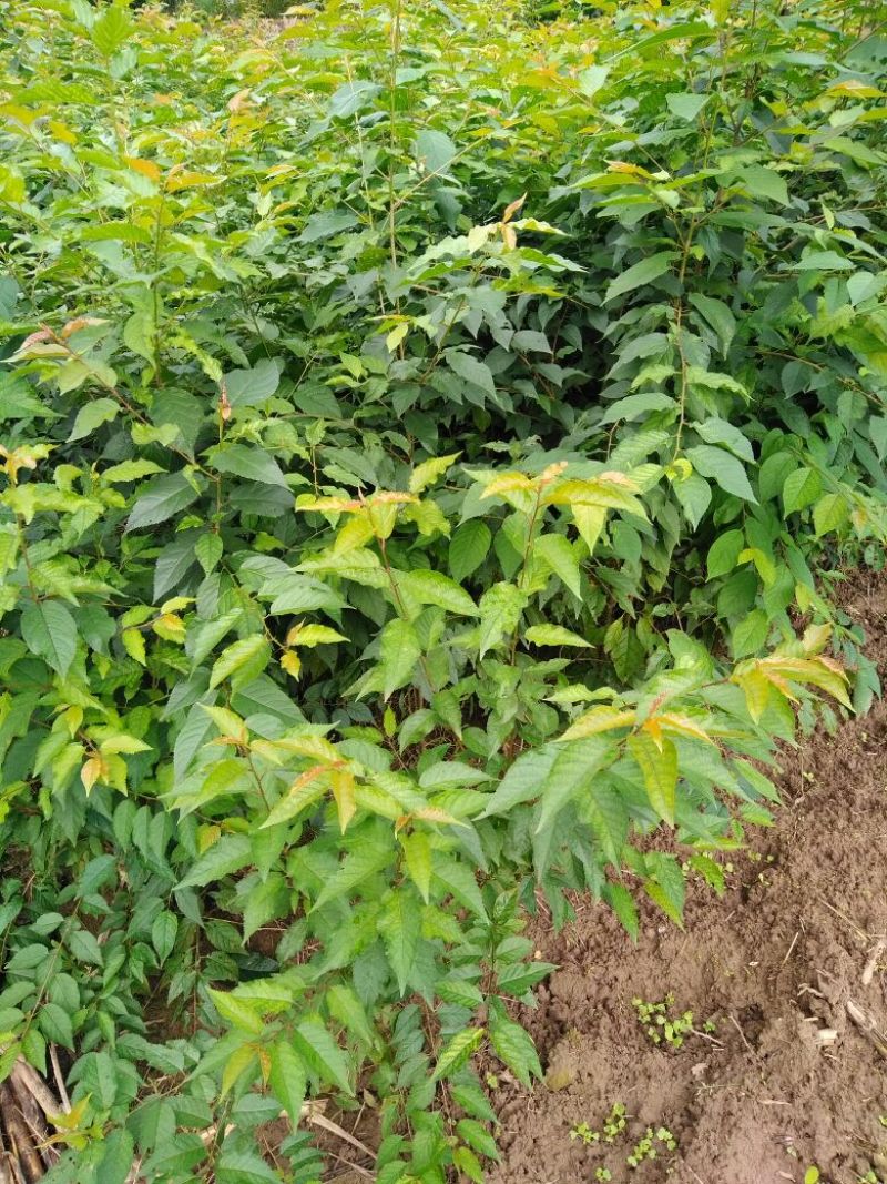 大青叶樱桃粘木苗毛樱桃苗实生樱桃苗樱桃实生苗野樱桃苗