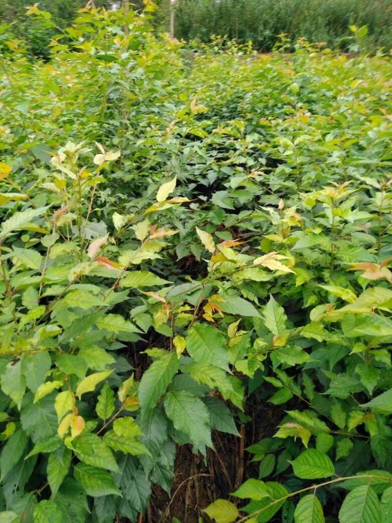 大青叶樱桃粘木苗毛樱桃苗实生樱桃苗樱桃实生苗野樱桃苗