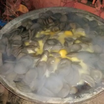 魔芋豆腐湿豆腐