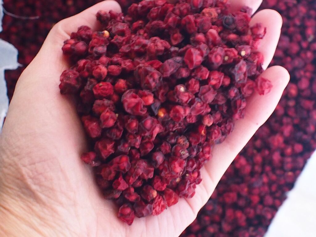 北五味子果实特写