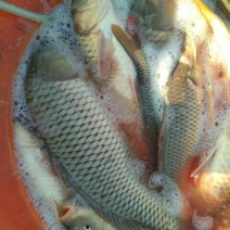 河鲤鱼1~2公斤食用