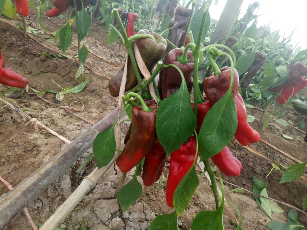 红泡椒种植基地展示其在田间生长的状态 红泡椒种植基地