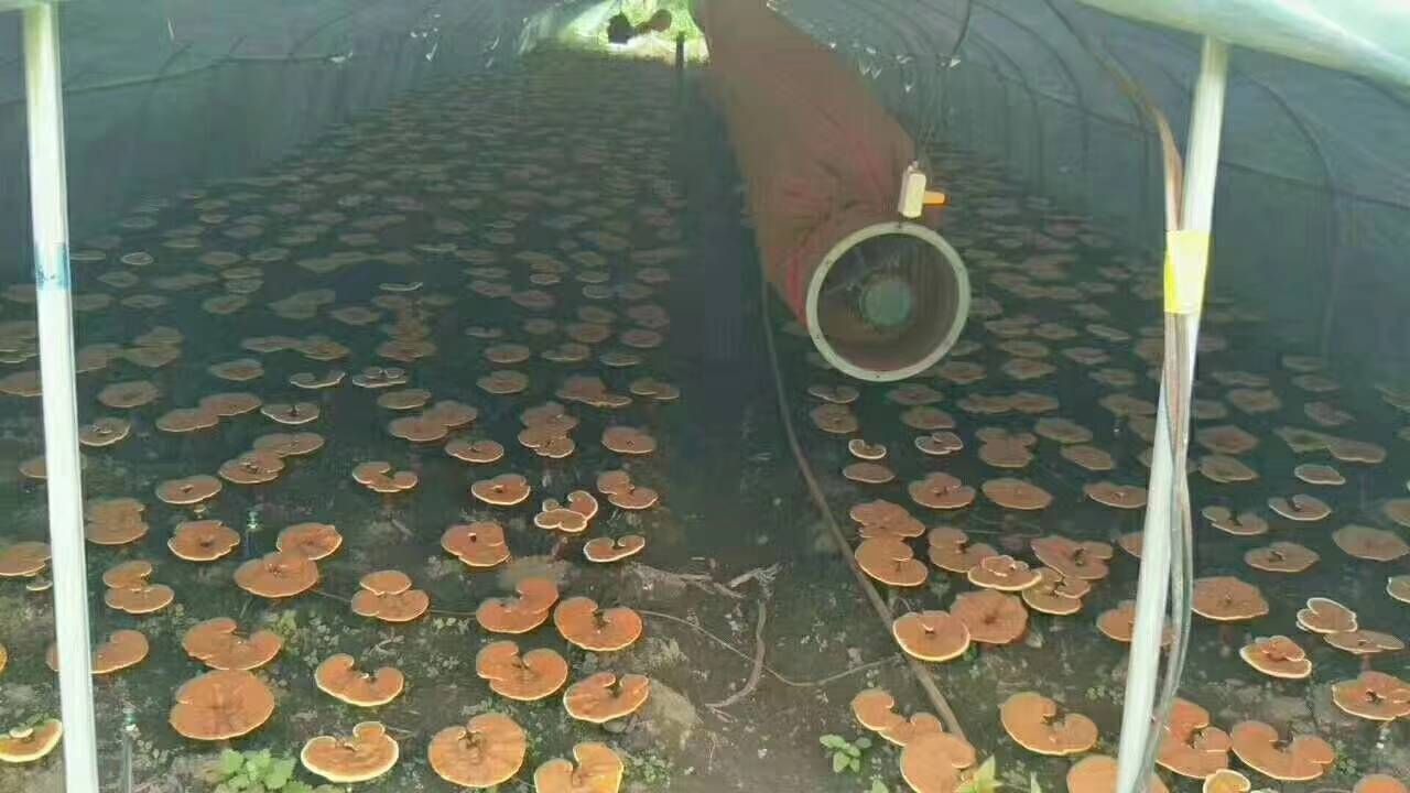 现代化灵芝孢子粉生产线场景,包含采集、破壁、切片检测、纯化与封装环节的流程图解,配有显微镜检测工作站和操作人员穿戴无菌服的工作画面 灵芝孢子粉生产工艺示意图