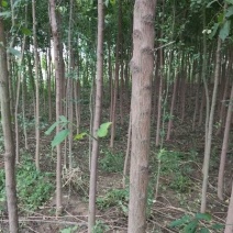 丝绵木30~50cm