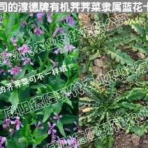 荠菜特色兰花有机荠荠菜