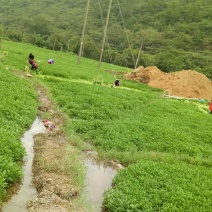 豆瓣菜放心菜