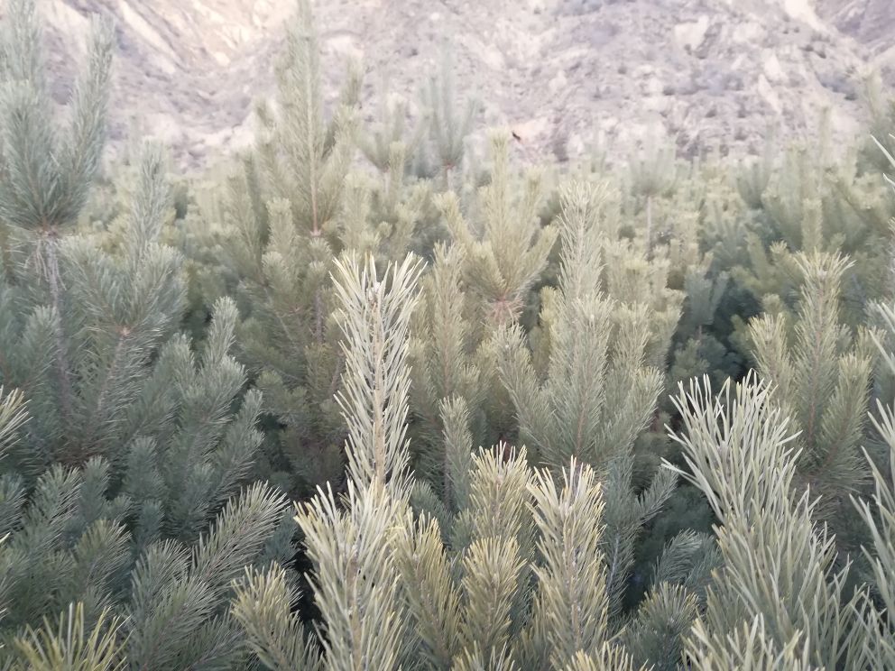 油松节与周围木材对比图