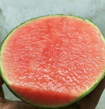 [珍珠红西瓜批发]珍珠红西瓜 2斤打底 9成熟 1茬价格6.