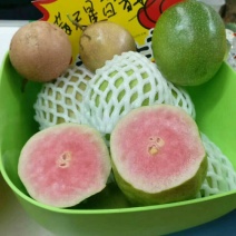 红宝石芭乐苗红宝石芭乐番石榴苗