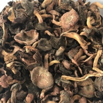 松蘑一级