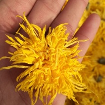 金丝皇菊茶一级