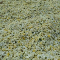 胎菊王散装