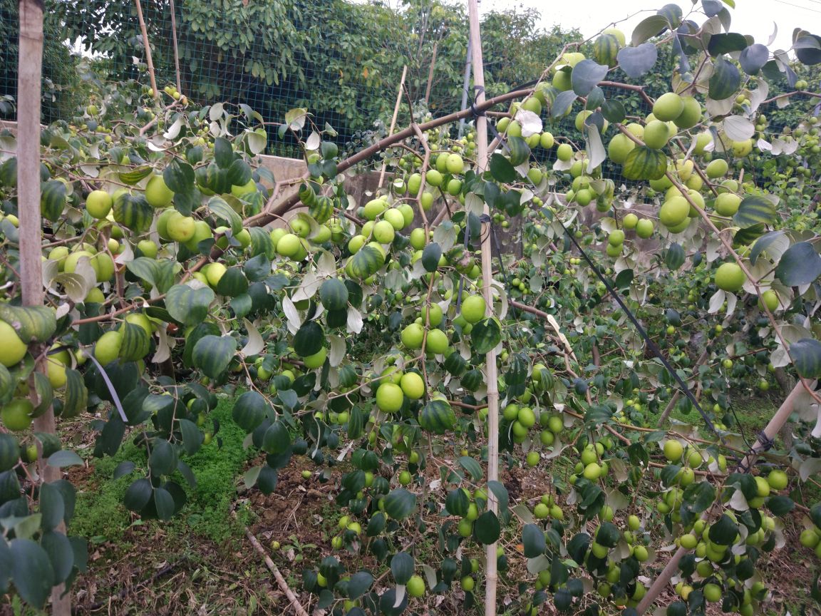 苹果枣种植园实景图,展示成片种植的果树,枝繁叶茂,果实挂满枝头 苹果枣果园种植图