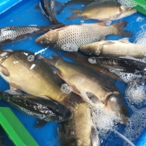 三道鳞食用1~2公斤