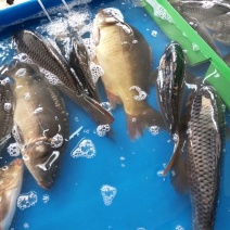 鲤鱼食用1~2公斤