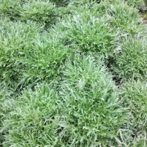 苦菊15~20cm