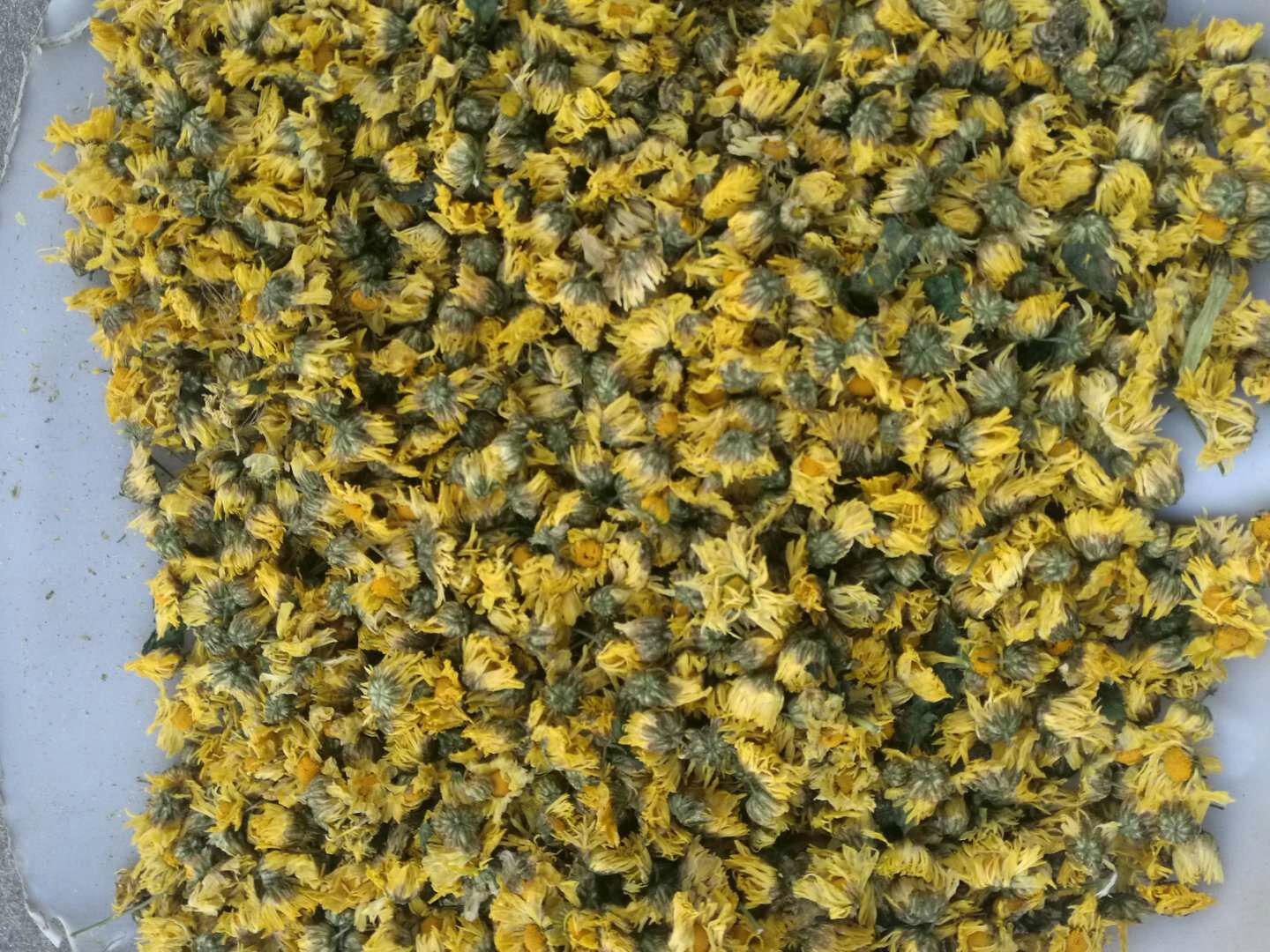 黄胎菊与红胎菊干花对比图