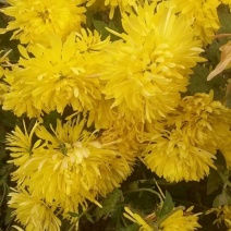 野菊花袋装