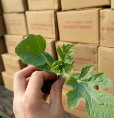 8424西瓜苗 ,西瓜嫁接苗8424,8425嫁接西瓜苗