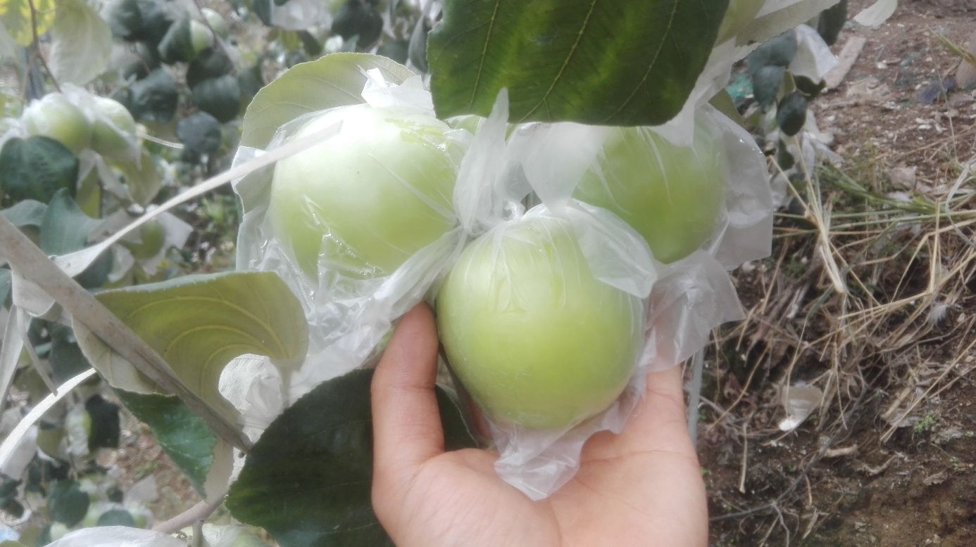 雷州市农户采摘青枣场景