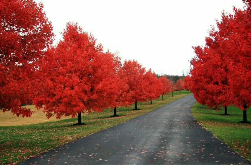 北美红枫苗‘秋火焰’在城市道路两旁作为行道树的应用实景