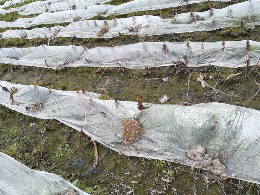 荔浦芋头种植地膜覆盖操作图