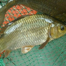 鲤鱼1~2公斤食用