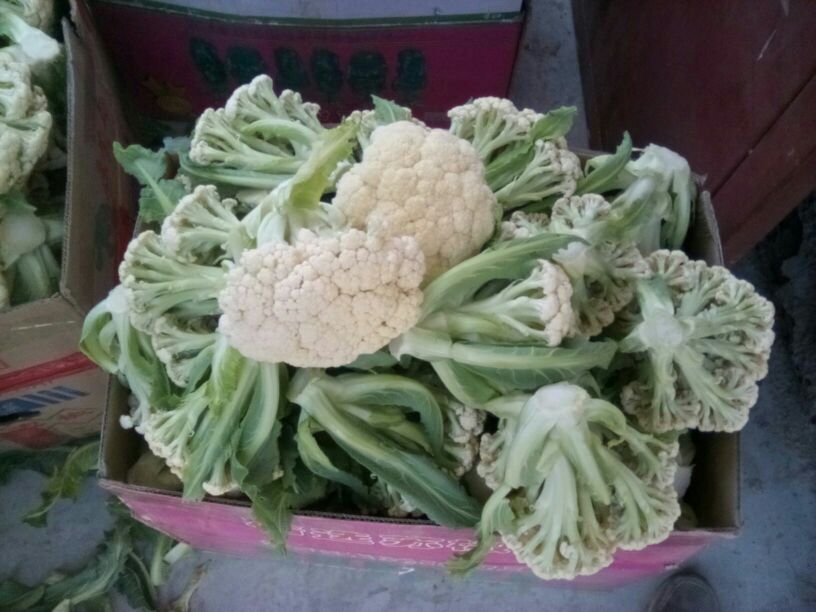 台松60松花菜冷链运输发货现场,带有品牌标识的包装箱整装待发 现代冷链车上装载着印有“台松60”标识的纸箱,箱子内衬泡沫网套保护松花菜,车辆停靠在农产品集配中心,准备发往一线城市