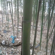 绿竹11~12m