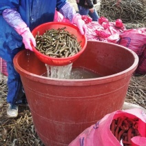 一百棵起零售0.25元每棵包邮一年生无渣粉葛待育芽枝条