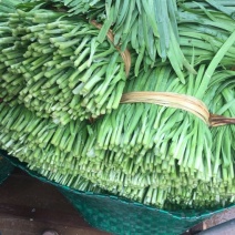 大叶韭菜三茬