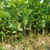 番石榴苗50~80cm