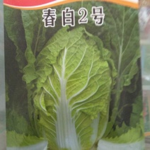 白菜种子